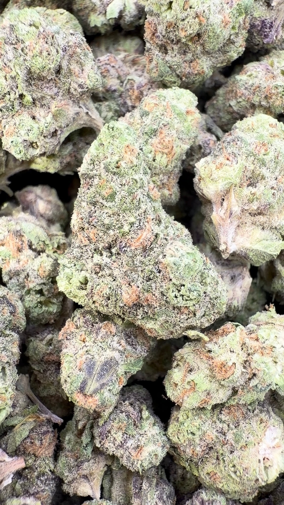 Gusher Mintz Littles - Bulk Littles - Hybrid